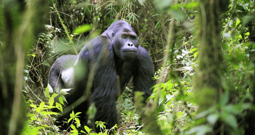 Congo Gorilla Trekking