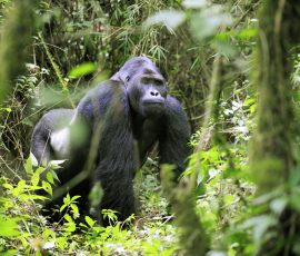 Congo Gorilla Trekking